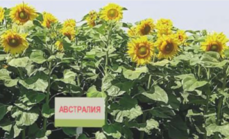 1 4 330x200 - Подсолнечник в производственной системе: как выбрать семена под задачи хозяйства