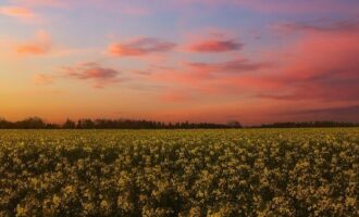 1 330x200 - Яровой рапс в системе севооборота: как добиться стабильных результатов